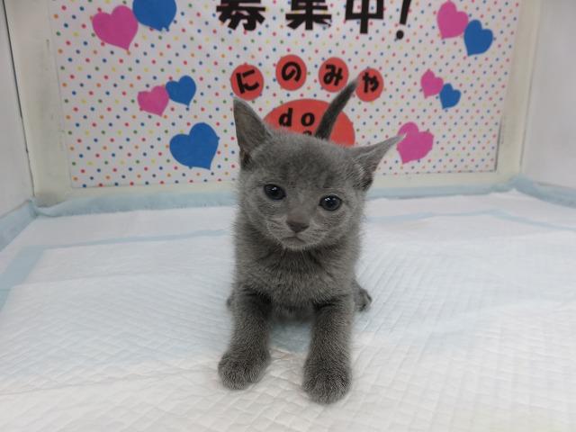 人気定番猫種 ロシアンブルー オス 富山 ペットショップ なら可愛い子犬子猫の専門ショップ