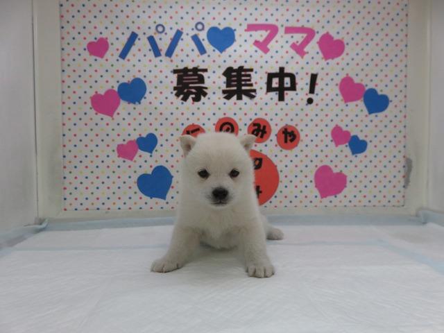 日本犬の代名詞！柴犬！白毛！メス！希少色！色素抜群！