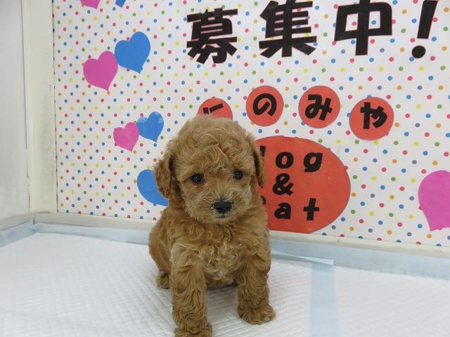 人気ナンバーワン犬種 トイプードル アプリコット メス 可愛い顔をしています 富山 ペットショップ なら可愛い子犬子猫の専門ショップ