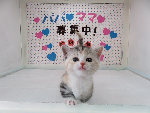 足が短く人気猫種 マンチカン キャリコ メス 富山 ペットショップ なら可愛い子犬子猫の専門ショップ
