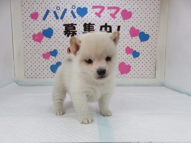 日本犬の代名詞 柴犬 白毛 オス 希少色で超可愛い子です 富山 ペットショップ なら可愛い子犬子猫の専門ショップ
