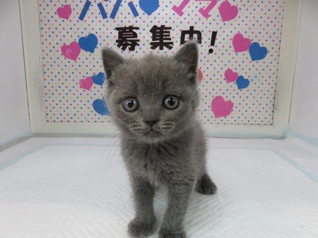 温和な性質で飼いやすい猫種 ブリティッシュショートヘア メス 富山 ペットショップ なら可愛い子犬子猫の専門ショップ