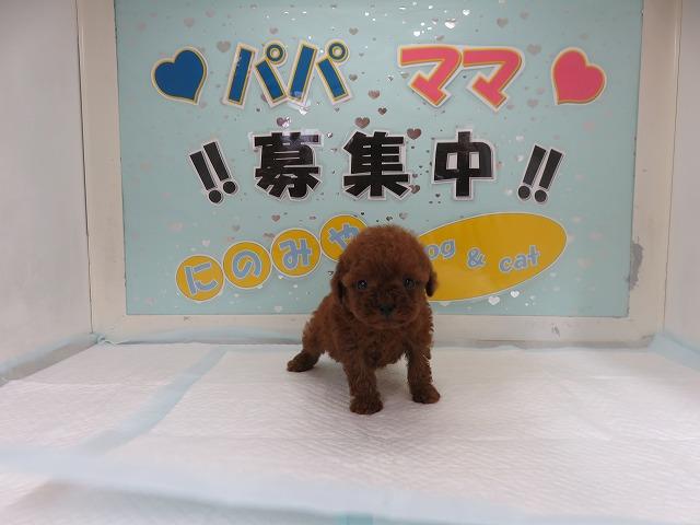 人気ナンバーワン犬種 トイプードル レッド メス 富山 ペットショップ なら可愛い子犬子猫の専門ショップ