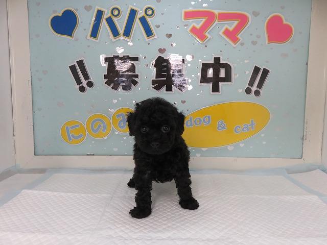 人気ナンバーワン犬種 トイプードル ブラック メス 富山 ペットショップ なら可愛い子犬子猫の専門ショップ