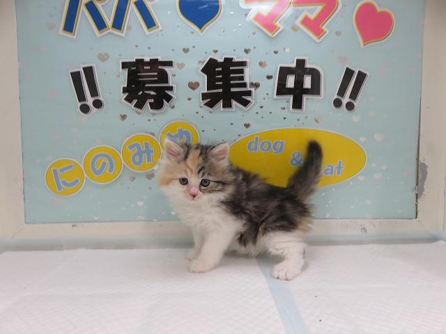 当店一番人気猫種 マンチカン キャリコ メス 富山 ペットショップ なら可愛い子犬子猫の専門ショップ