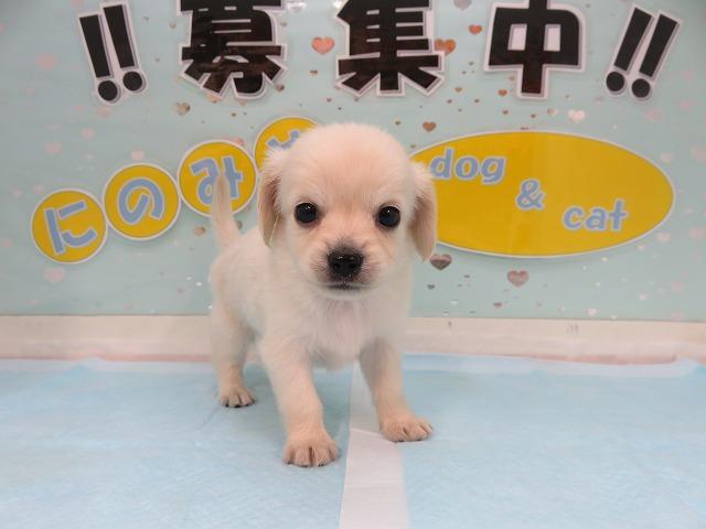 人気のミックス犬 チワックス ホワイトクリーム メス 富山 ペットショップ なら可愛い子犬子猫の専門ショップ