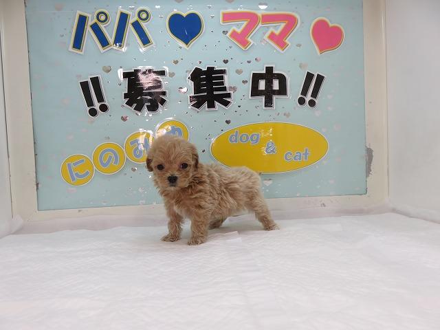 当店一番人気のミックス犬 プーマル アプリコット メス 富山 ペットショップ なら可愛い子犬子猫の専門ショップ