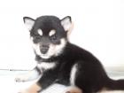 人気ナンバーワン日本犬！柴犬！黒毛！メス！小ぶりですよ！